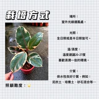 橡膠樹 繁殖|橡膠樹